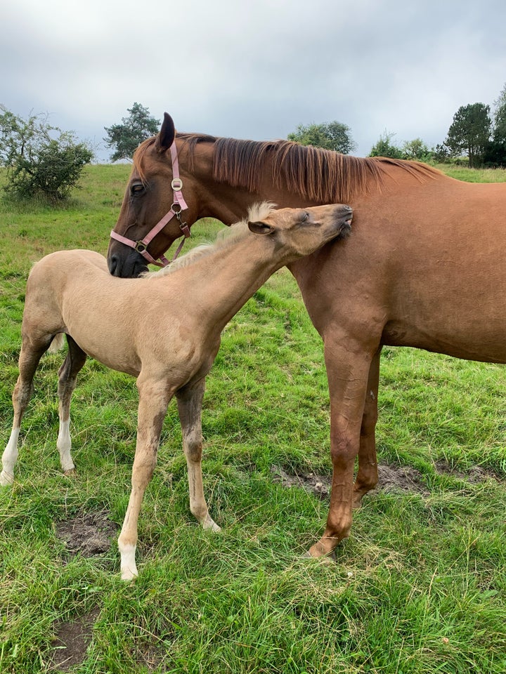 Palomino, hoppe, 0 år