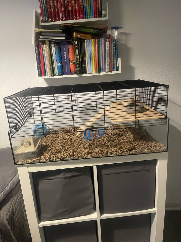 Hamster, 1 år