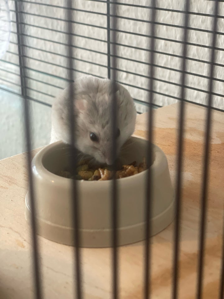 Hamster, 1 år