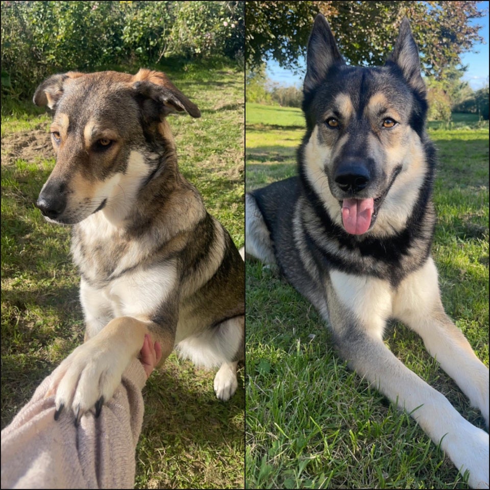 Husky schæfer og ulvehund hvalpe