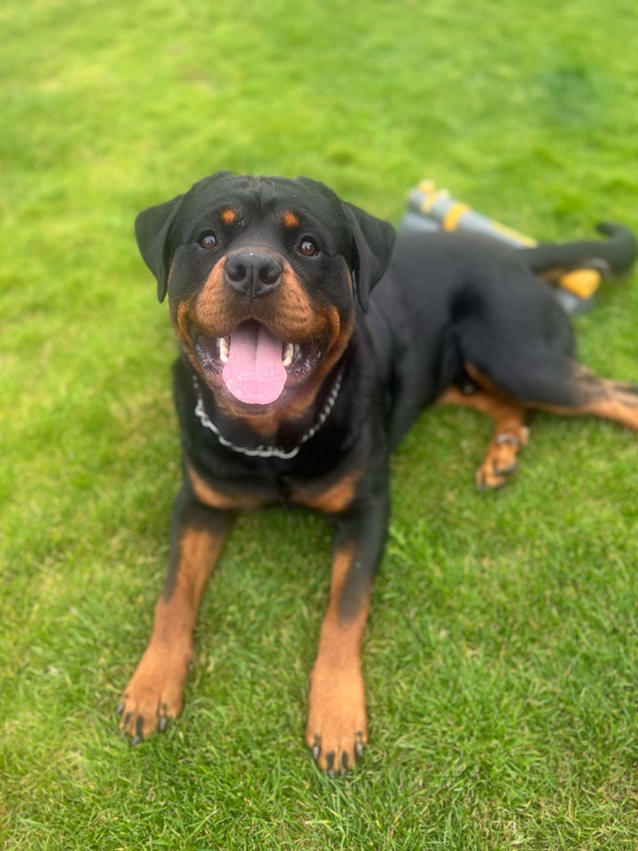 Rottweiler hund 12 mdr