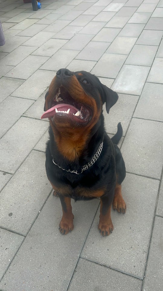 Rottweiler hund 12 mdr