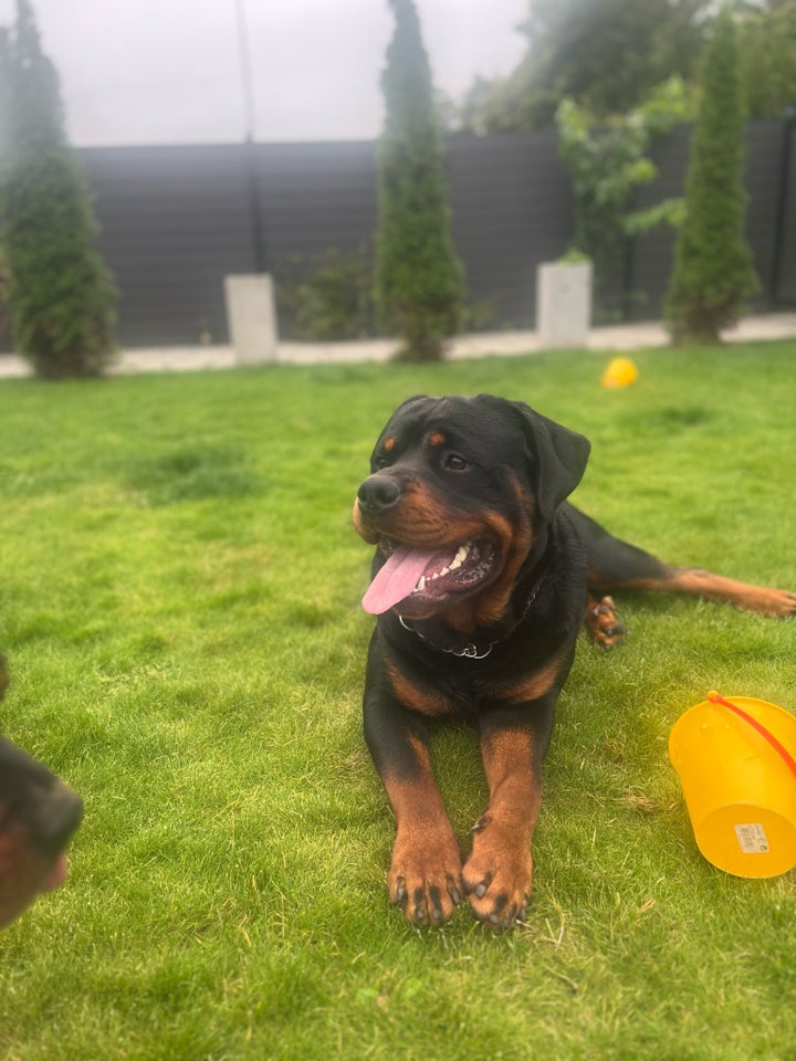 Rottweiler hund 12 mdr