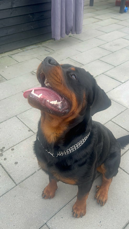 Rottweiler hund 12 mdr