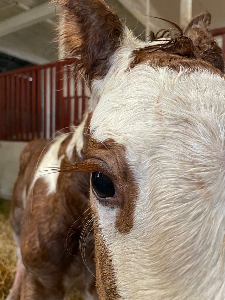 Tinker hingst 1 år