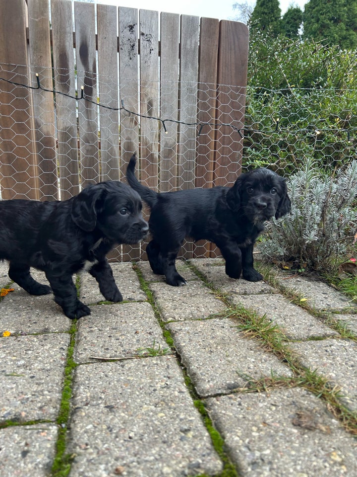 Cocker spaniel FT , hvalpe, 6 uger