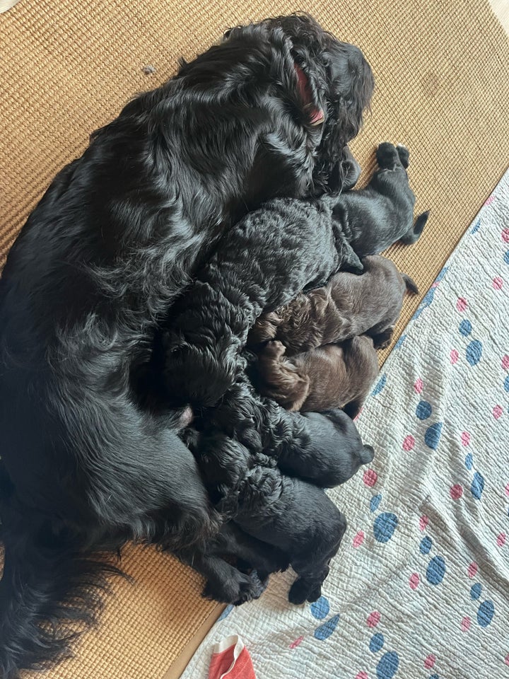 Cocker spaniel FT , hvalpe, 6 uger