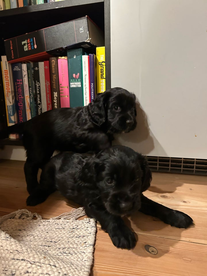 Cocker spaniel FT , hvalpe, 6 uger