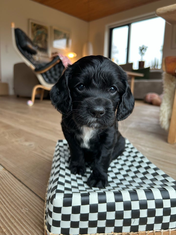 Cocker spaniel FT , hvalpe, 6 uger