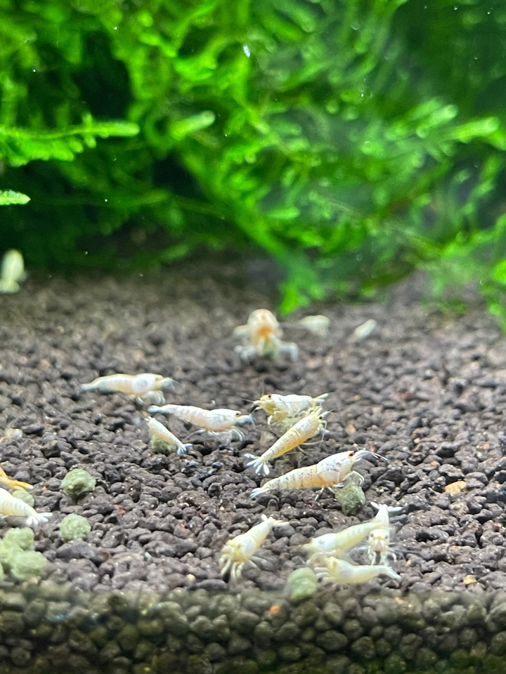 Snow White / Golden Bee Caridina