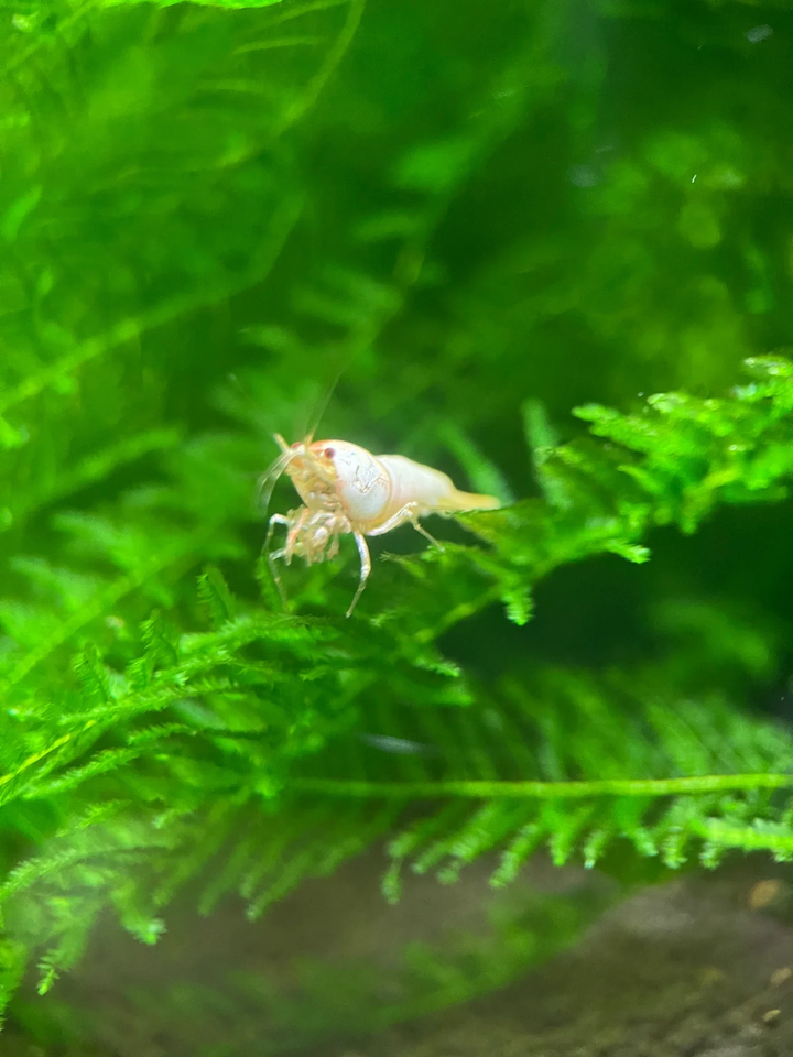 Snow White / Golden Bee Caridina