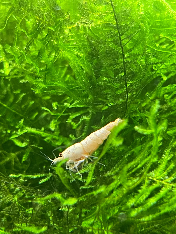 Snow White / Golden Bee Caridina