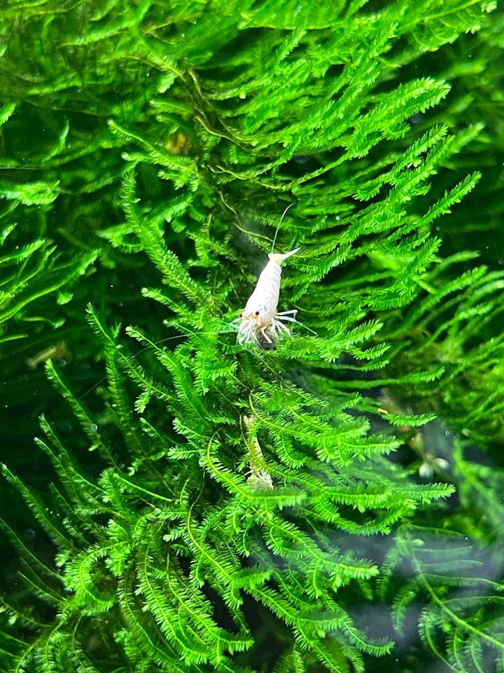 Snow White / Golden Bee Caridina