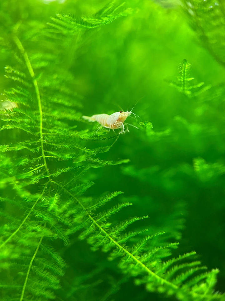 Snow White / Golden Bee Caridina