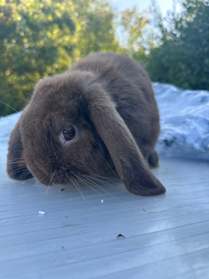 Kanin Mini Lop  0 år