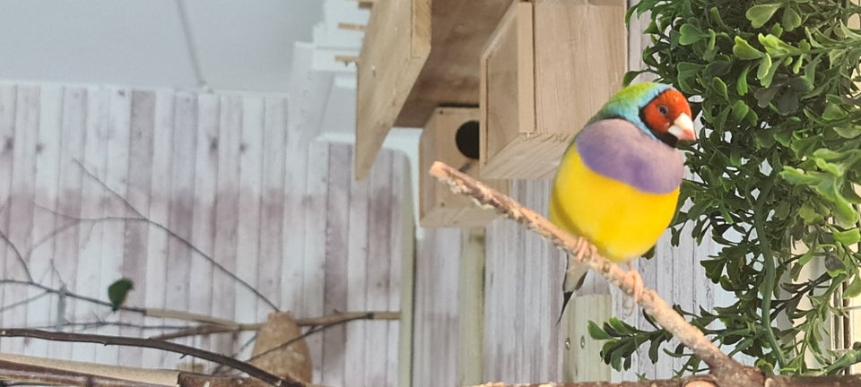 Gouldsamadine, Gouldian finches,