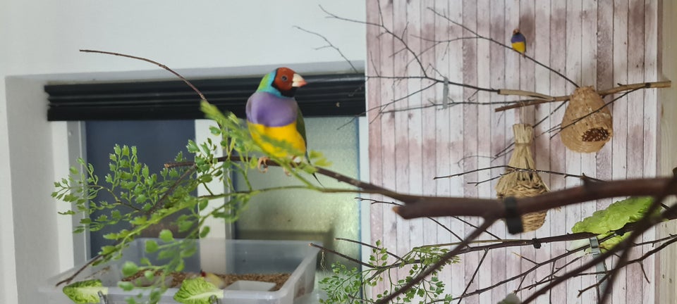 Gouldsamadine, Gouldian finches,