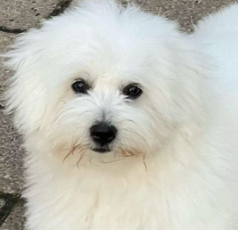 DKK Coton de Tulear. Stamtavle