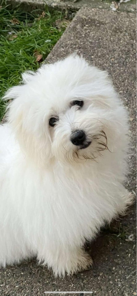 DKK Coton de Tulear. Stamtavle