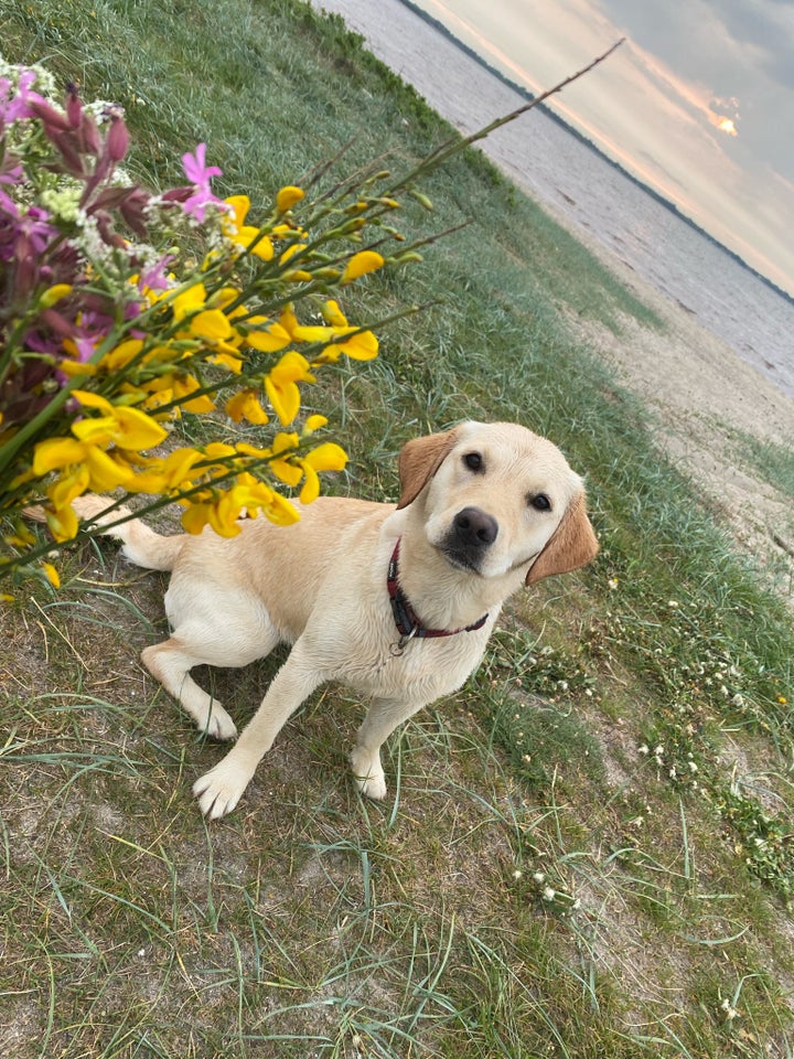 Labrador hvalpe søger nyt k...