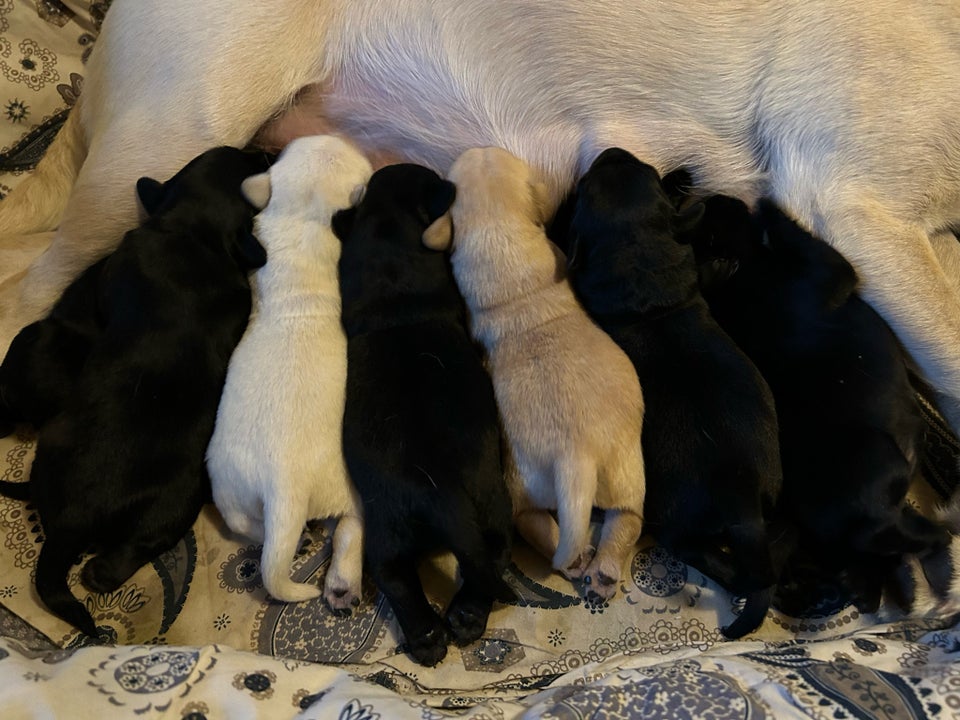 Labrador hvalpe søger nyt k...