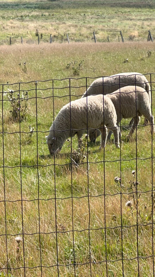 Store lam fra marts sælges