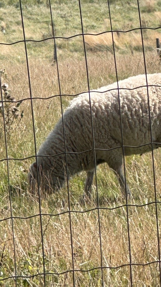 Store lam fra marts sælges