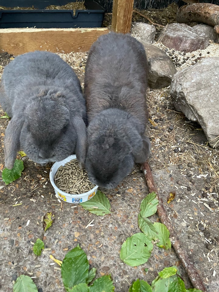 Kanin, Fransk vædder, 1 år