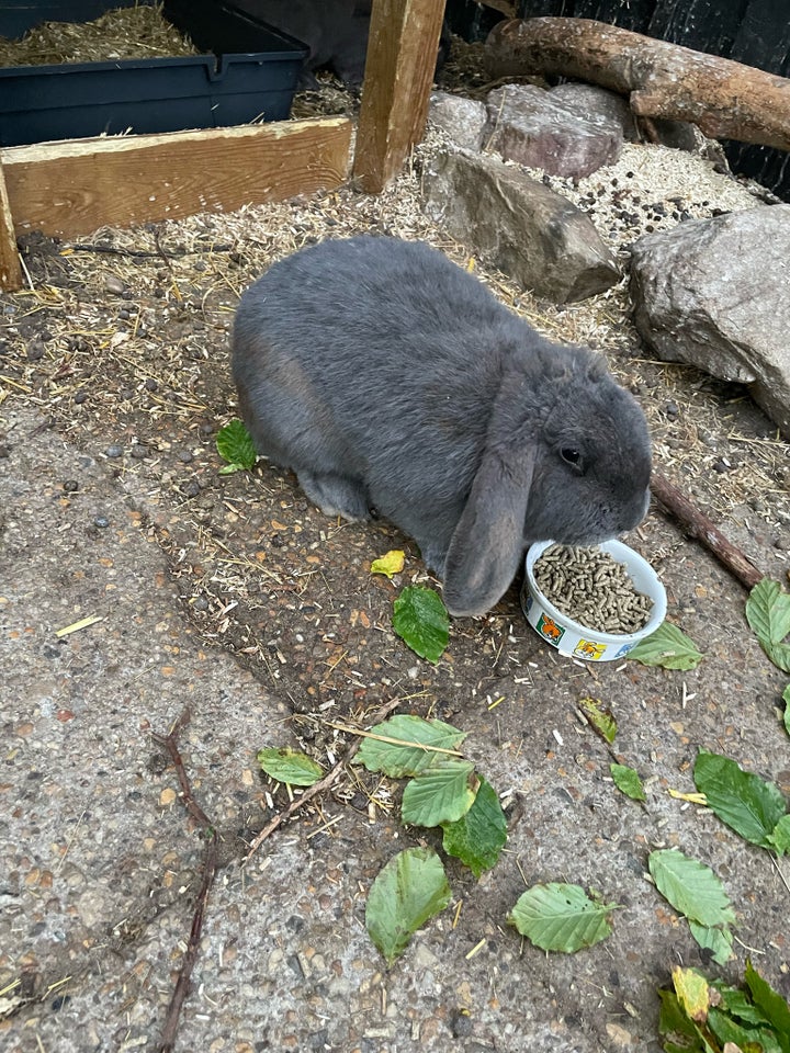 Kanin, Fransk vædder, 1 år