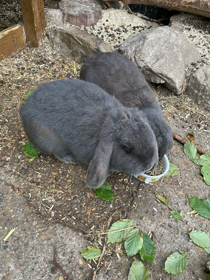 Kanin, Fransk vædder, 1 år