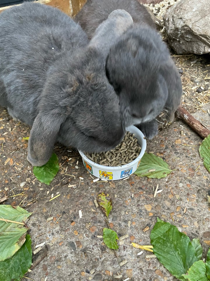 Kanin, Fransk vædder, 1 år