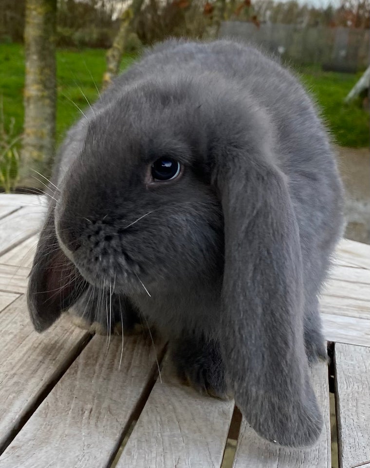 Kanin, FRANSK VÆDDER HUN BLÅ, 0 år