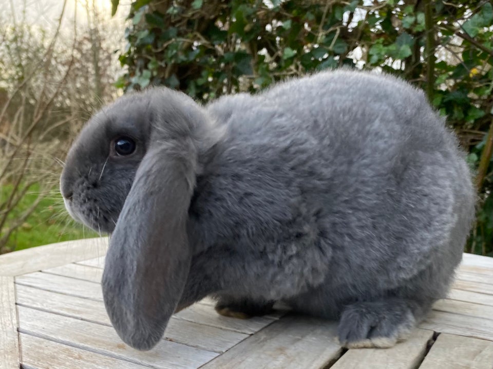 Kanin, FRANSK VÆDDER HUN BLÅ, 0 år