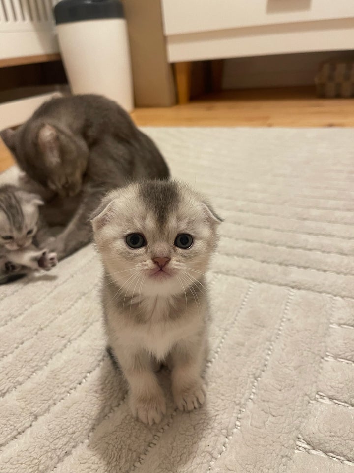 Flere killinger, Scottishfold, 5