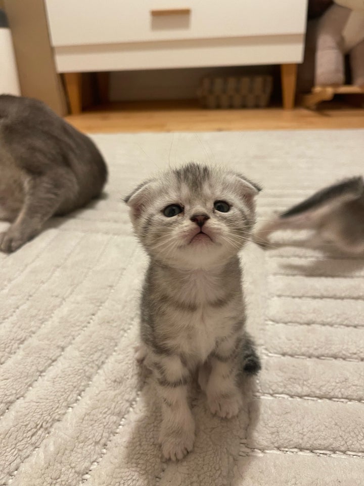 Flere killinger, Scottishfold, 5