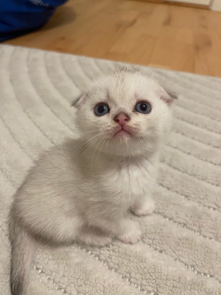 Flere killinger, Scottishfold, 5