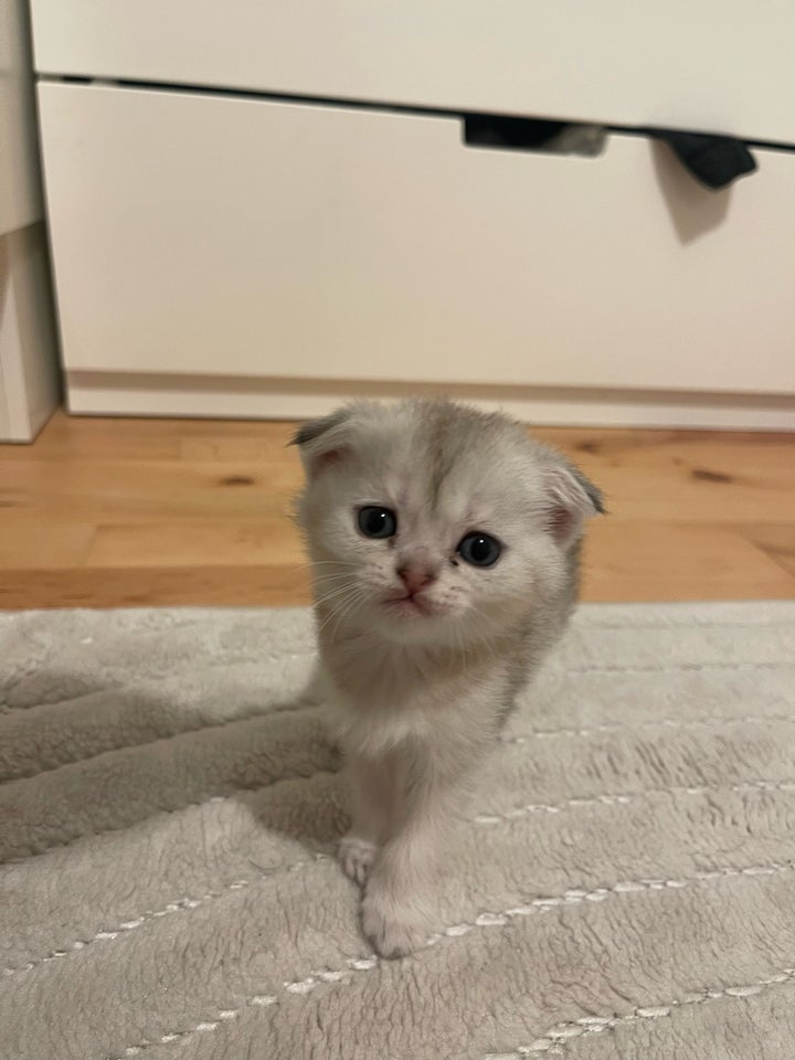 Flere killinger, Scottishfold, 5