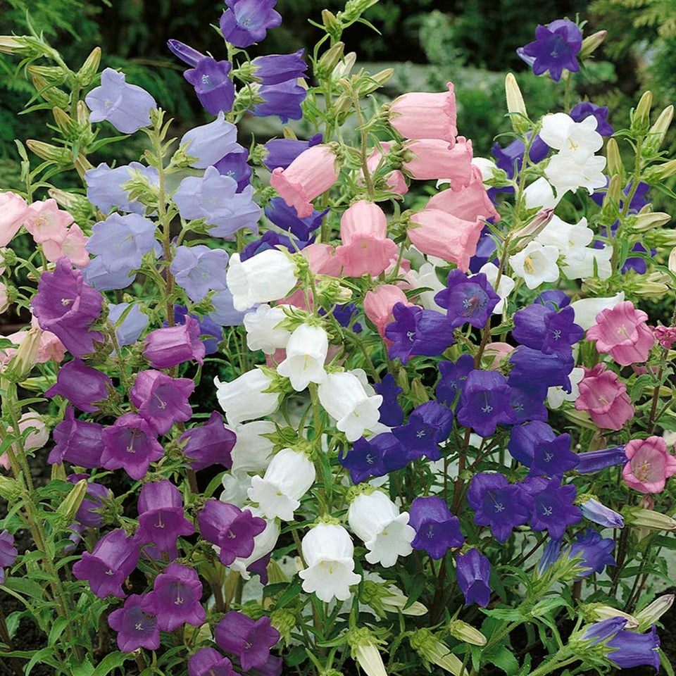 Marieklokke Canterbury Bells