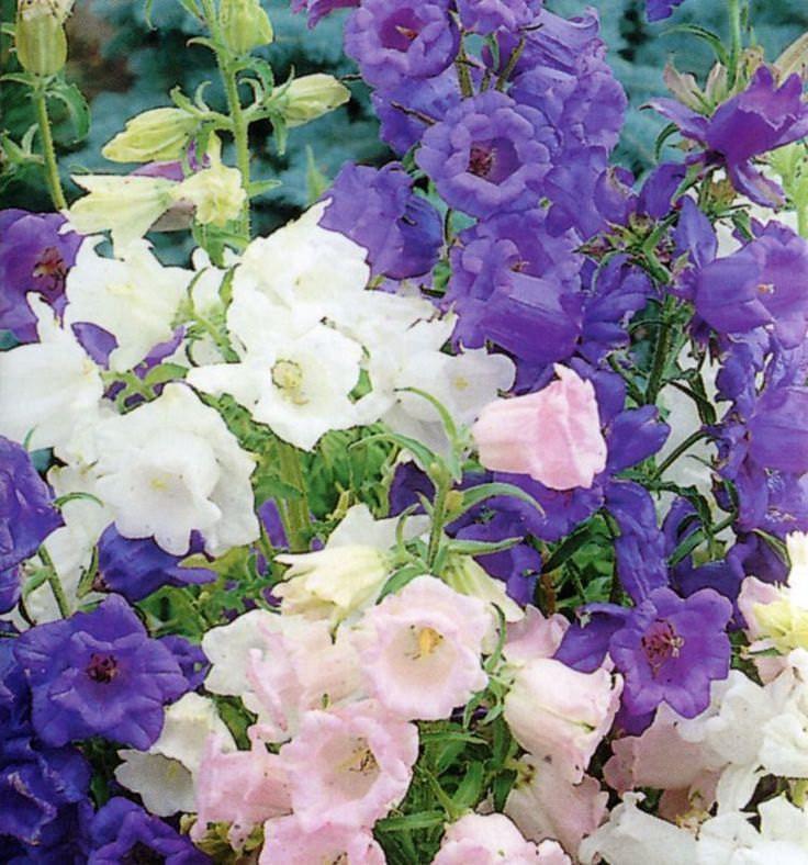 Marieklokke Canterbury Bells