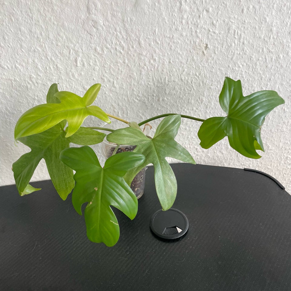 Philodendron Florida Ghost