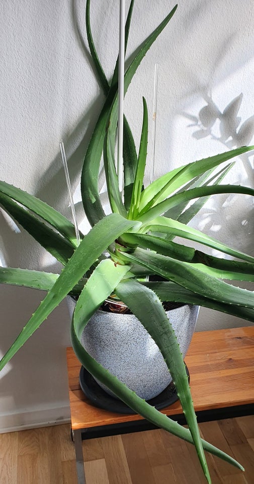 Stueplante, Aloe Vera