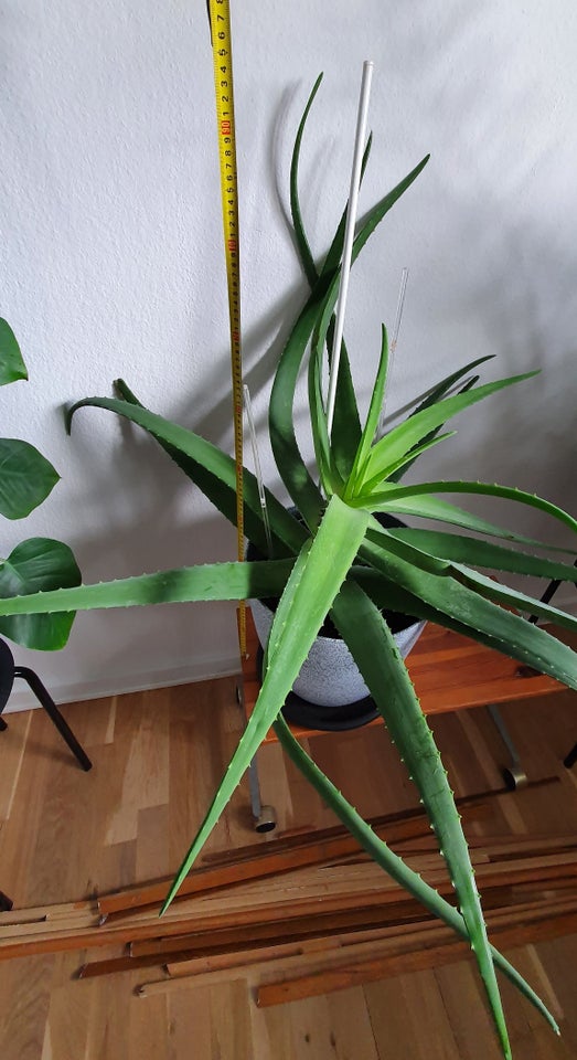 Stueplante, Aloe Vera