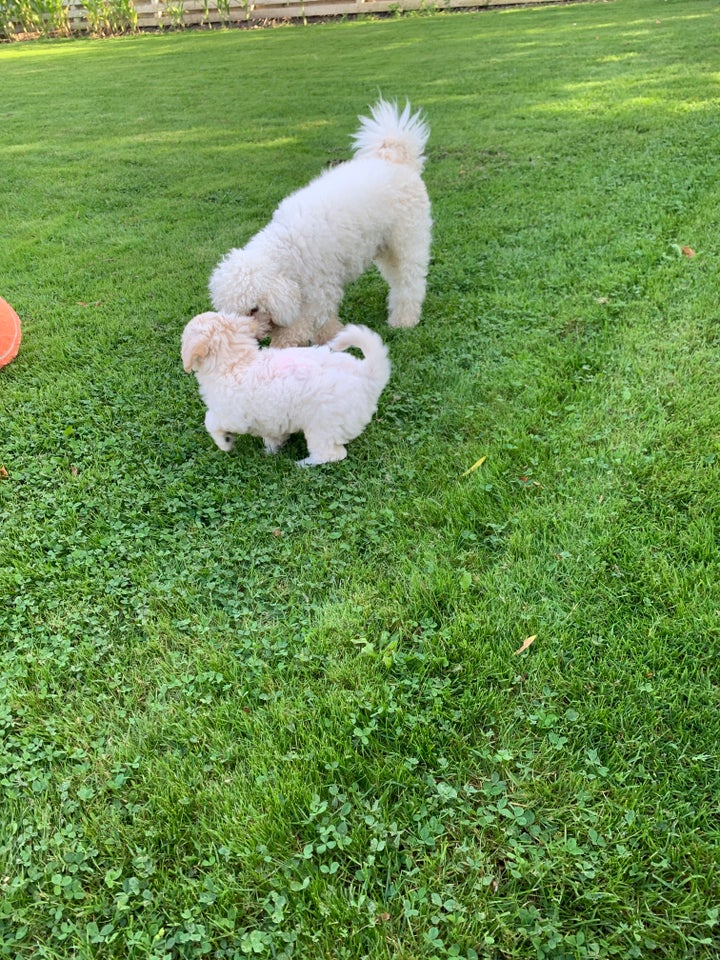 Maltipoo hvalpe 9 uger