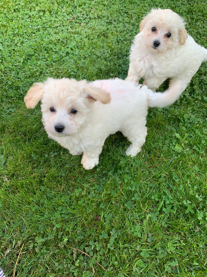 Maltipoo hvalpe 9 uger