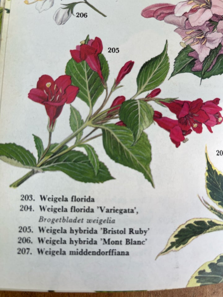 Busk, Weigela