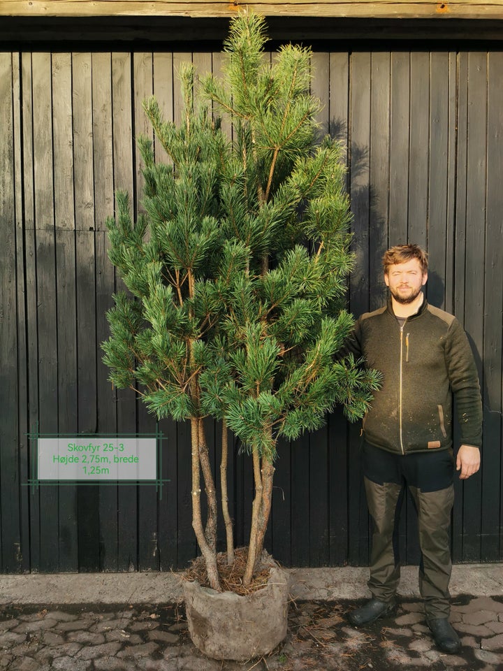 Flerstammet skovfyr, Pinus