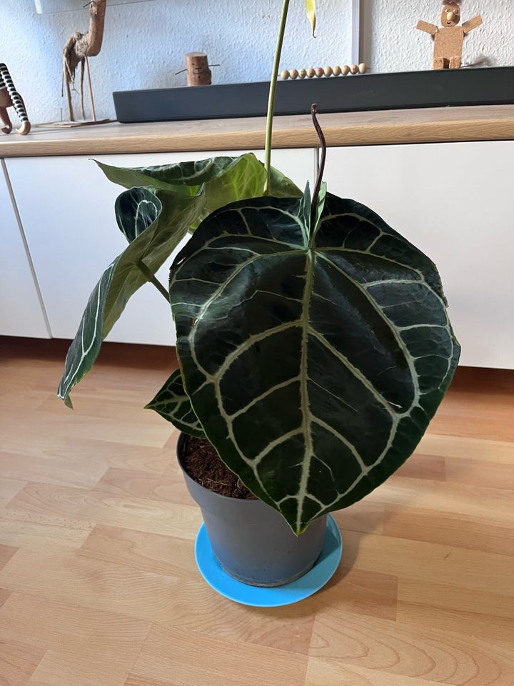 Anthurium crystallinum