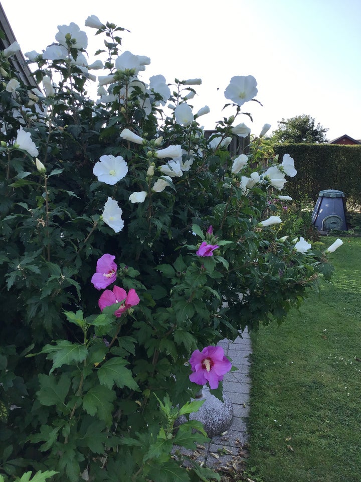 Stauder, Hibiscus/ syriske roser