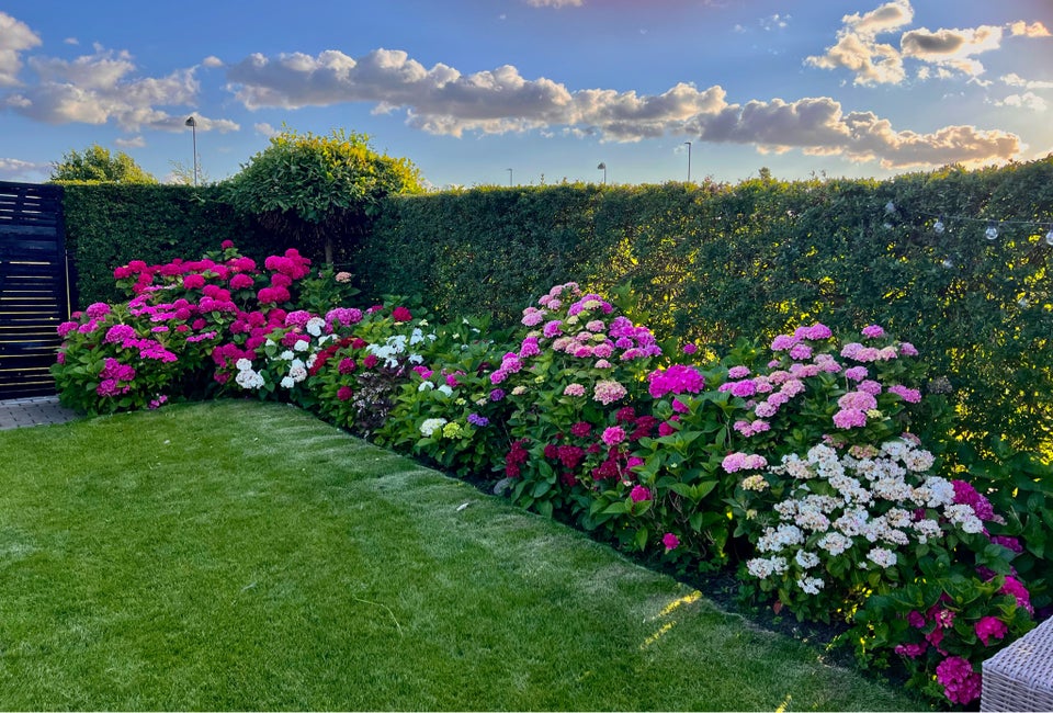 Hortensia / Hydrangea Have /