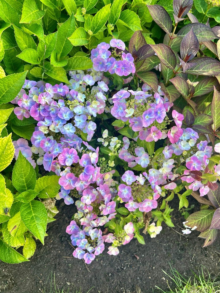 Hortensia / Hydrangea Have /